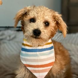 Miles - Schnoodle