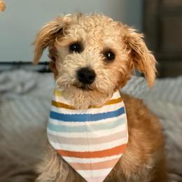 Miles - Schnoodle