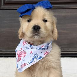 Red Girl - Golden female Golden Retriever puppy in Silver Lake, Indiana from Seven Hills Goldens