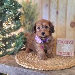 F1B Meet Twinkle :) - Sable female Cavapoo puppy in Centerville, Iowa from Barnyard Dachshunds, Dals & Doodles