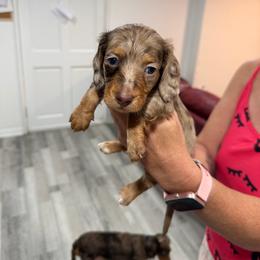 Brownie - Dapple male Dachshund puppy in Gainesville, Florida from M & M Dachshunds