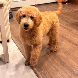Suede - Cream male Goldendoodle puppy in Payson, Utah from Country Sky Doodles