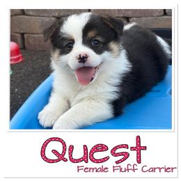Quest-Fluff Carrier - Black and tan female Pembroke Welsh Corgi puppy in Scottown, Ohio from Wyndy Ridge Corgis