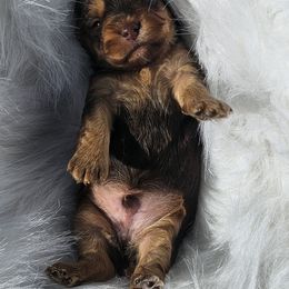Zuez - Chocolate and tan male Yorkshire Terrier puppy in Hamilton, Ohio from Purebred Yorkies of Ohio
