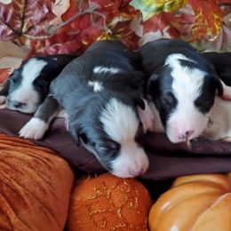 Miniature Australian Shepherds and Toy Australian Shepherds from Outback Aussies Central Texas