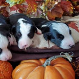 Miniature Australian Shepherds and Toy Australian Shepherds from Outback Aussies Central Texas