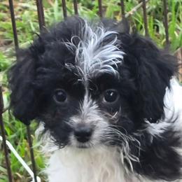 Bubbles - Black and white female Companion Cross puppy in Grand Saline, Texas from Oldfield Outdoors