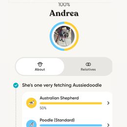 Aussiedoodle, Bernedoodle, and Goldendoodle Puppies from Lyon and Luna Goldendoodles Bernedoodles