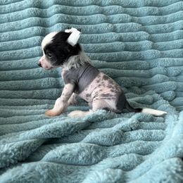 Elliot - Black and white male Chinese Crested puppy in Aberdeen, Idaho from Willow Creek Cresteds