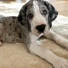 Red collar male - Merle male Great Dane puppy in Northeast, Pennsylvania from Bluestone Valley Great Danes