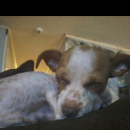 Donut - Sable male Shih Tzu puppy in Trout, Louisiana from Magnolia Farm's LLC