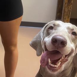 Ellie - Weimaraner