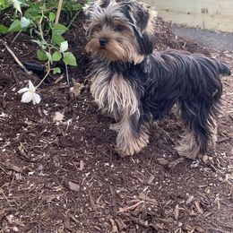 Yorkshire Terrier Puppies from Yorkie Puppies Redwood Ranch Chicago