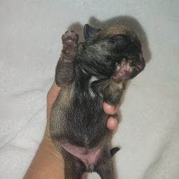 Girl 2 - Fawn female Pug puppy in Blountsville, Alabama from Rock Springs Pugs