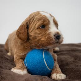 Sage Orange - Red  male Goldendoodle puppy in Lafayette, Alabama from Sweethaven Kennels