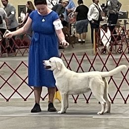 Labrador Retriever Puppies from Laurie & Joe's Labs