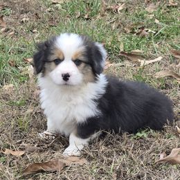 3 Boy - Black and tan male Pembroke Welsh Corgi puppy in Harrisburg, Illinois from Parish Corgis