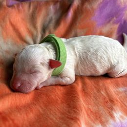 Boy 2 - Cream male Poodle puppy in Gladewater, Texas from Kalin’s K9s