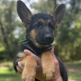 Jet - Black and tan male German Shepherd puppy in Florida from Best Shepherds