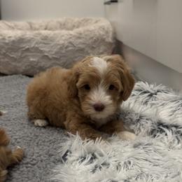 Rowan - Caramel male Australian Labradoodle puppy in Nashville, Tennessee from SF Australian Labradoodles
