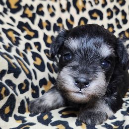 Boy 2 - Black and silver Miniature Schnauzer puppy in Dearing, Georgia from Milburn Miniature Schnauzers