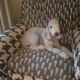 Emma - Bedlington Terrier