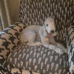 Emma - Bedlington Terrier