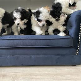 Aussiedoodle and Miniature Australian Shepherd Puppies from Biggie Ranch