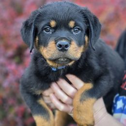Tango - Black and mahogany male Rottweiler puppy in Cottage Grove, Oregon from Divine Rottweilers