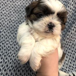 Rusty - Tricolor male Shih Tzu puppy in Lakeland, Florida from Sunshine Shih Tzus