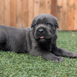 Red collar - Gray female Cane Corso puppy in Cove, Oregon from Bane's Legacy Cane Corso
