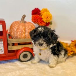 Havanese Puppies from Havanese Braggers