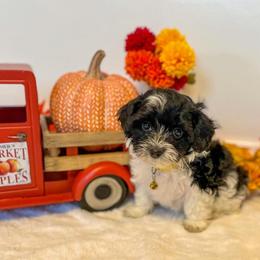Havanese Puppies from Havanese Braggers