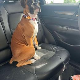 Boxer Puppies from Pawsitively Amazing Boxers LLC