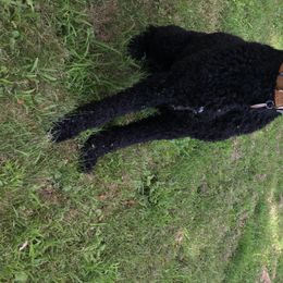 Aussiedoodle All Grown Up from Epic doodle league