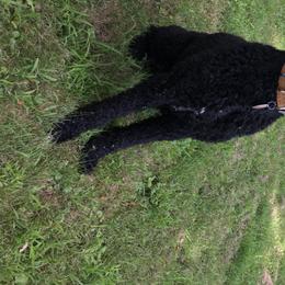 Aussiedoodle All Grown Up from Epic doodle league