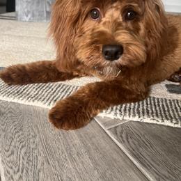 Goldendoodle All Grown Up from Goldendoodle AZ