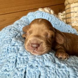 Burlap - Caramel red male Australian Labradoodle puppy in Dawson, Georgia from Still Pond Australian Labradoodles