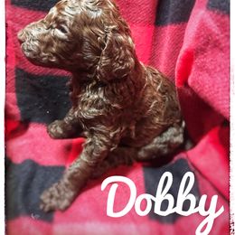 Poodle Puppies from Authentic Poodle Co