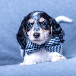 Oreo - Dapple male Dachshund puppy in Copperas Cove, Texas from Creme de la Creme Dachshunds