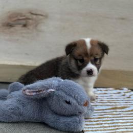 Torpedo - Sable male Pembroke Welsh Corgi puppy in Nortonville, Kansas from Low Riders Corgis & Mini Aussies