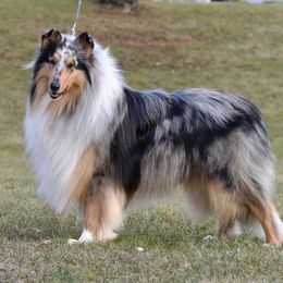Ziehner - Collie