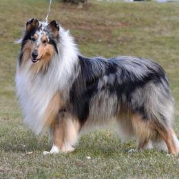 Ziehner - Collie