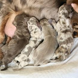 Dachshund and Yorkshire Terrier Puppies from Krista's Fur Babies