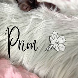 Bernedoodle and Poodle Puppies from Salty Standards