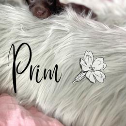 Bernedoodle and Poodle Puppies from Salty Standards