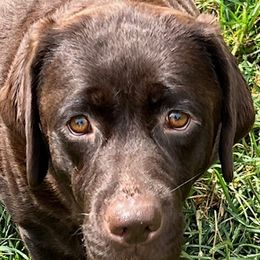 Evie - Labrador Retriever