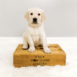 Golden Retriever Puppies from Rigdon Retrievers