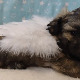 Shih Tzus from Briar Road Shih Tzu's