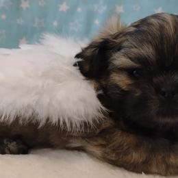 Shih Tzus from Briar Road Shih Tzu's